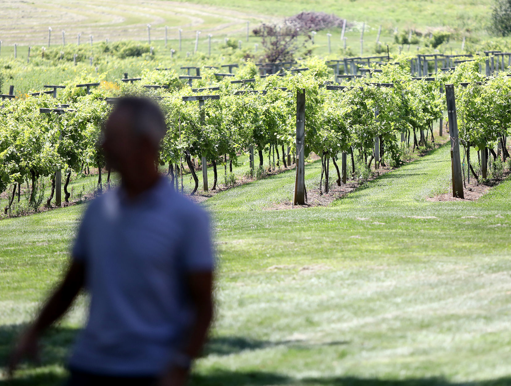 Botham Vineyards & Winery